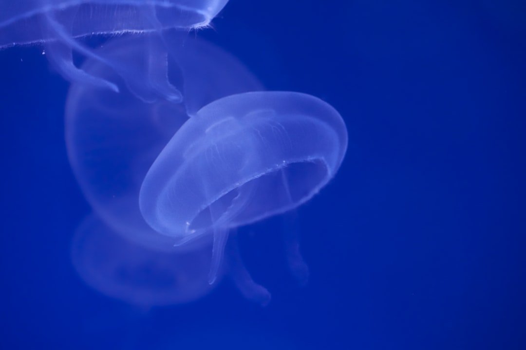 capsulite cause - Esercizi e rimedi | Ri-Hub