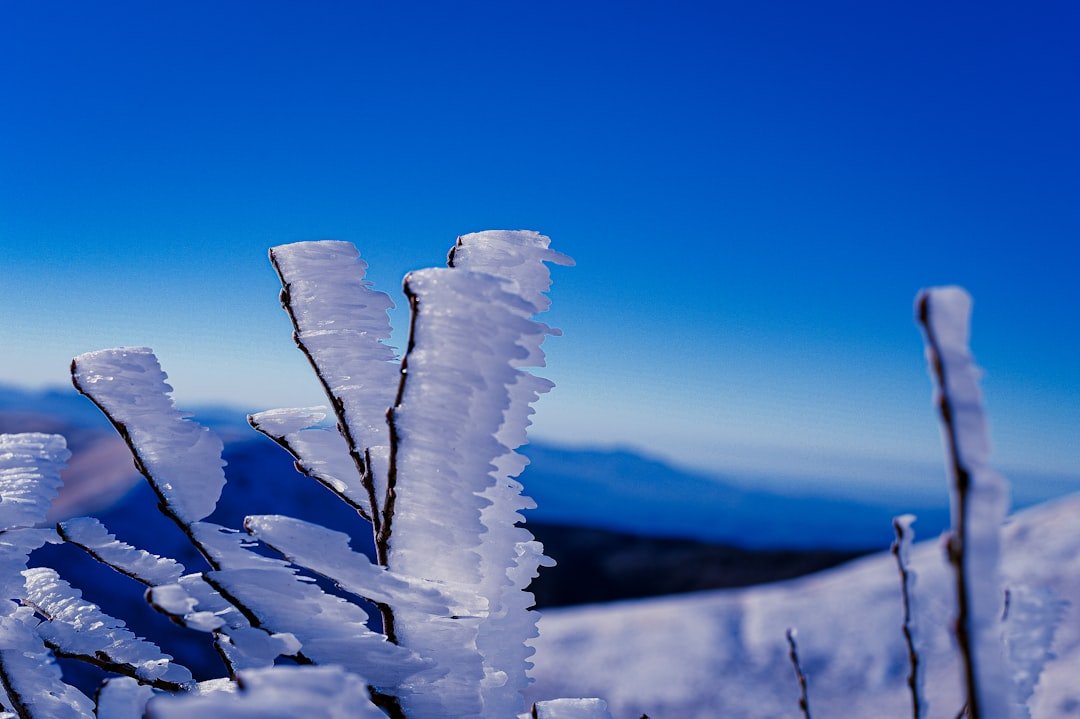 capsulite adesiva - Guida completa Ri-Hub teleriabilitazione