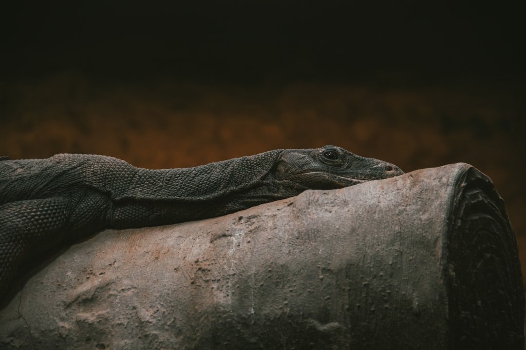 lizard pose - Esercizi e rimedi | Ri-Hub
